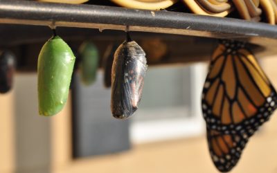 Who is holding the bag ? The truth about succession planning